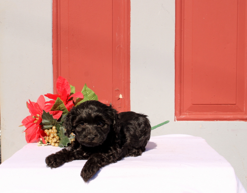 puppy, for, sale, Morkie-Poo, Matthew B. Stoltzfus, dog, breeder, Gap, PA, dog-breeder, puppy-for-sale, forsale, nearby, find, puppyfind, locator, puppylocator, aca